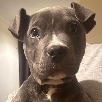 Looking to adopt, rehome, rescue or foster a puppy or dog? Maybe we can help! We are a SE England charity for dogs. Adopt,don't buy.
https://t.co/MEwLhqjUMr