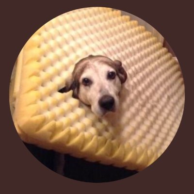 dogsanswer Profile Picture