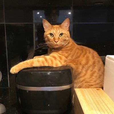jonkotetsu's profile picture. 勉強アカウント🐈たまにエンタメ