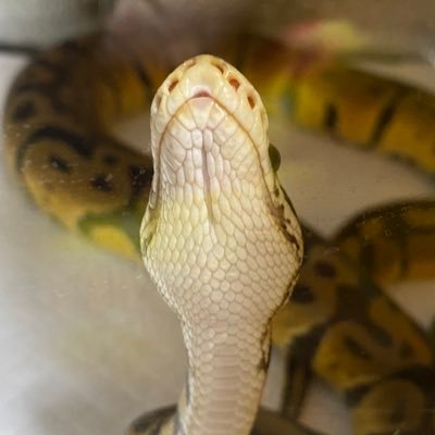 2022.5.2🐍パル🐍 2023.2.19🦎らと🦎飼育初心者なので情報共有して下さい(ᵒ̴̶̷ ᵒ̴̶̷ )✧‧˚