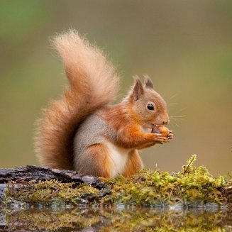 We are Squirrels - A Year 1 class at Cliff Lane Primary School, Ipswich. Follow us to see our fantastic learning journey!