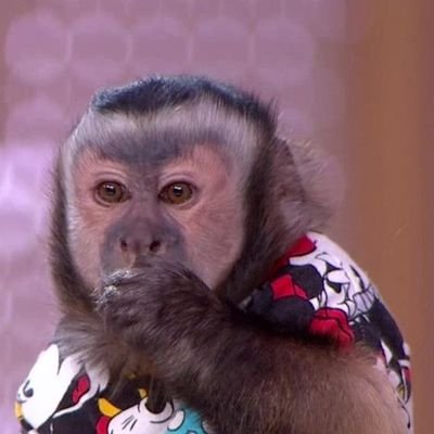 MalpaKiki200's profile picture. Mądry myśli samodzielnie, głupi przy pomocy innych.