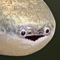 Mr Sqwark (@sqwarkdemon) 's Twitter Profile