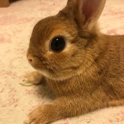 ネザーランドドワーフのアル君との生活🐰 アル君体重800g。誕生日2018年4月19日✨PostPrimeでいろんな交流を楽しんでます✨🍀バニーズエンターテインメント所属🍀