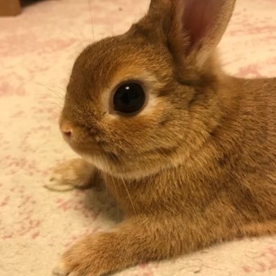 ネザーランドドワーフのアル君との生活🐰 アル君体重800g。誕生日2018年4月19日✨PostPrimeでいろんな交流を楽しんでます✨紹介コードZR48E8O9 🎁遊びに来てね🎶 🍀バニーズエンターテインメント所属🍀