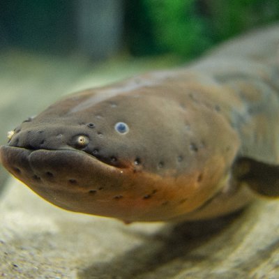 eel