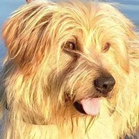Fred(@WoofTasticbooks) 's Twitter Profile Photo