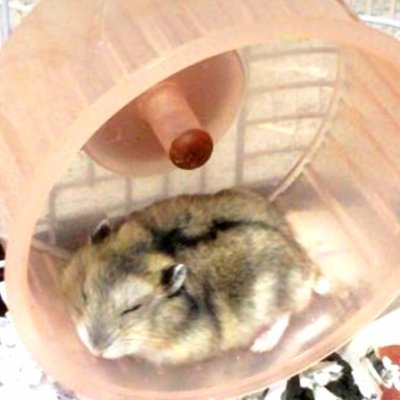 空色ねずみさんのプロフィール画像