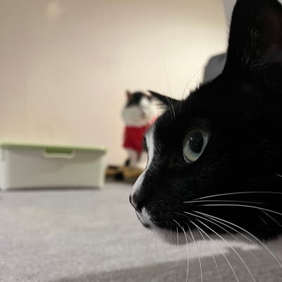 T_tomo0314's profile picture. 