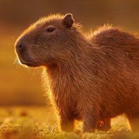 Capybara's Planet(@capysplanet) 's Twitter Profile Photo