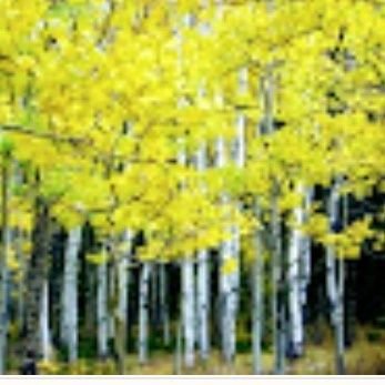 NatLangford1's profile picture. Proud American citizen, lover of God, married to my best friend.