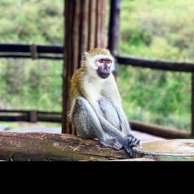 boscotusiime00's profile picture. Arsenal Die-hard
Touring is my passion
Teaching and educating is my profession