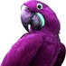 The Purple Gringo (@thepurplegringo) Twitter profile photo The Purple Gringo (@thepurplegringo) Twitter profile photo