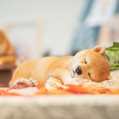 すみ生姜🐯さんのプロフィール画像