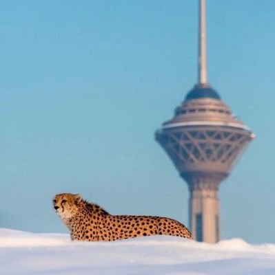 shenzaar1's profile picture. ملی گرایی ایرانی / جمهوری دموکراتیک لائیک