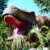 Dan-yr-Ogof (@showcaves) Twitter profile photo Dan-yr-Ogof (@showcaves) Twitter profile photo