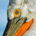 Dragan's Birding Travel Tips (@albicilla66) Twitter profile photo Dragan's Birding Travel Tips (@albicilla66) Twitter profile photo