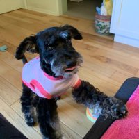 Me Tilly(4-3-23), me Bindi & me Lulu wiv 😇Gwacie. (@melissajladner) 's Twitter Profile