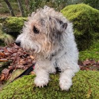Gill George (@revgillgeorge) 's Twitter Profile