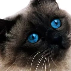 HerryJaor's profile picture. I'm not trading coins, I'm trading narratives.