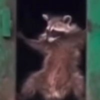 DumpsterRacoon (@m15racoon) 's Twitter Profile Photo DumpsterRacoon (@m15racoon) 's Twitter Profile Photo