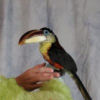 PoeProductions (@c_f_studios) 's Twitter Profile