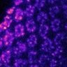We use #Drosophila to study neurogenetics underlying #sleep, #circadian rhythm and diseases. For Kofan's own opinions see https://t.co/Nxw9mgadQk