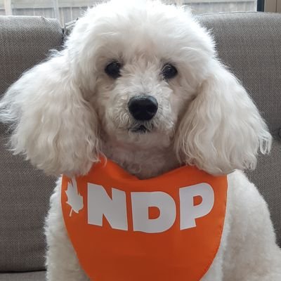 Here representing the Provincial & Federal Riding Associations for Mississauga-Lakeshore 🧡
Become an NDP Member & join our community 🍊