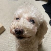 SSM (@raisedeainu) 's Twitter Profile