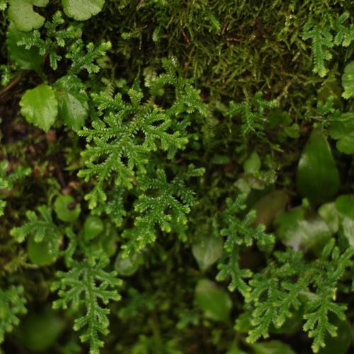 obernardot's profile picture. 