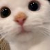 Meong🐈🔍 (@cathatseo) Twitter profile photo Meong🐈🔍 (@cathatseo) Twitter profile photo