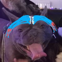Gender Neutral Surrender Doge (@nugendoge) 's Twitter Profile