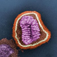 Friendly H5N1 (@theh5n1virus) 's Twitter Profile