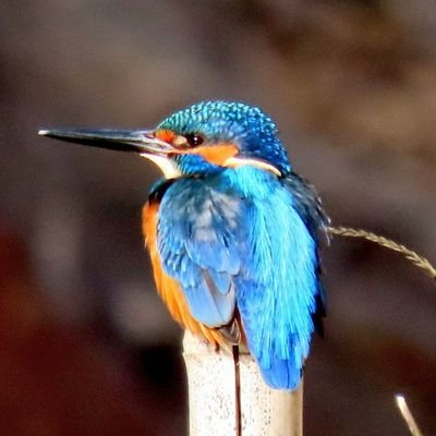 鳥と自然をこよなく愛するうどん県人🍜
野鳥や栗林公園の素晴らしさを発信しています。
気軽にフォローしてくださいね😊
無断転載禁止
機材:Canon　SX70HS