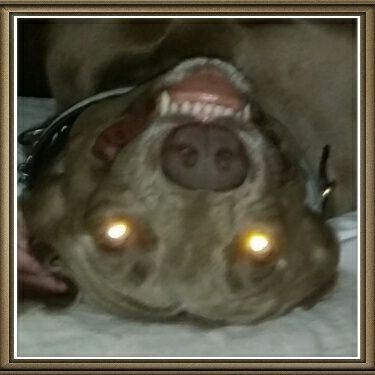 Frecklefickle's profile picture. See my profile pic?  The Tasmanian devil has zero on me.  I fear no man or beast.