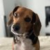 The Apollo (@apollo_thebeag) Twitter profile photo The Apollo (@apollo_thebeag) Twitter profile photo
