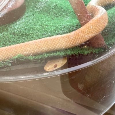 emishirohebi's profile picture. 母子家庭で育ちました。家族に理解されない。子どもたくさん恵まれましたが、否定されて暴言を言って傷つけてしまう毒親になってしまいました。旦那とは別居中。離婚宣言されています。