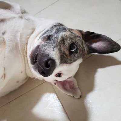 🇲🇽 No compres 🐶 Adopta! 🐕‍🦺