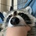 ♡mapaches que curan tu depresión♡ (@omgaraccoon) Twitter profile photo ♡mapaches que curan tu depresión♡ (@omgaraccoon) Twitter profile photo