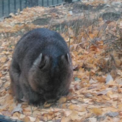 6IzRuq5CMuqT9yF's profile picture. 日本画、なめこ、ウォンバット🐻と日々の食事で私は構成されています。
奈良が好きです🦌
主人のおかげで昔よりはお出かけ好きになりました✨