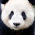 PandaH (@sir_pandah) Twitter profile photo PandaH (@sir_pandah) Twitter profile photo