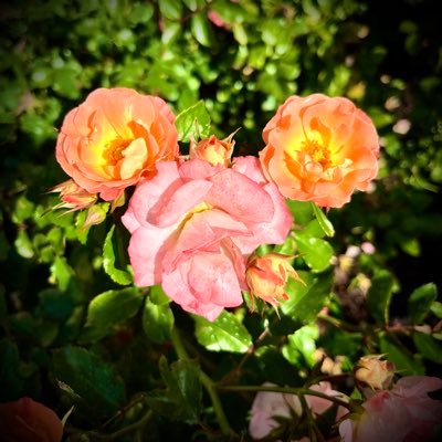 MousketeerClub's profile picture. Always thinking, planning and dreaming about the next Disney trip.              Follow along for Disney planning tips featuring favorites from yours truly!