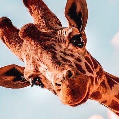 🦒