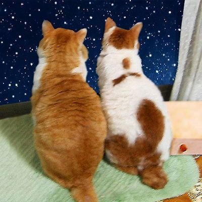 berkano1108's profile picture. 主にX閲覧＆趣味＆お取引用アカウントです。成人してます(*´∇`*) 
Guilty Gear カイ推しです。
内容の薄いﾘﾄﾘﾝ→https://t.co/kfIeZXNkr8