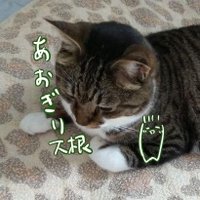 あおぎり大根(@aogiri11daikon) 's Twitter Profile Photo