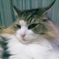 トライアッド@Shizuma_FF14 (@tora917) Twitter profile photo