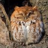 ruby_runner's profile picture. ruby, golang