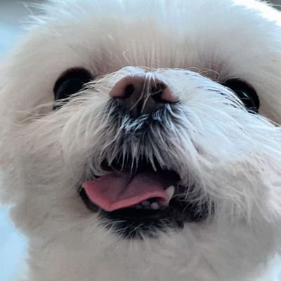 วิว รีวาย ʕ·ᴥ·ʔ 🏳️‍🌈 🥣🌷🌨️. ˚◞さんのプロフィール画像