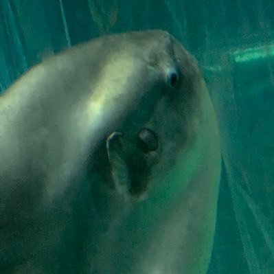 momotarou_4869's profile picture. discord: momo8339#0