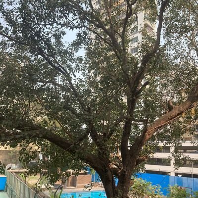 30 Trees are planned to be removed to widen Road Nos 7&8 at Matunga, outside Indian Gymkhana
-
Trees that are not affecting anyone
-
Lets stand up for the Trees